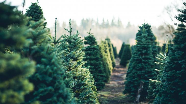 Weihnachtsbäume auf einer Farm.