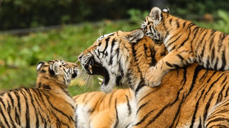 10 Tiger sollten von Italien nach Dagestan transportiert werden.