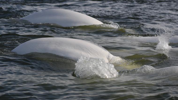 Am Sonntag wurden die letzten 31 Belugas freigelassen.