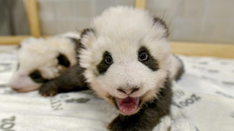 Anfang des kommenden Jahres will der Zoo Namen und Geschlecht der Pandababys bekanntgeben.