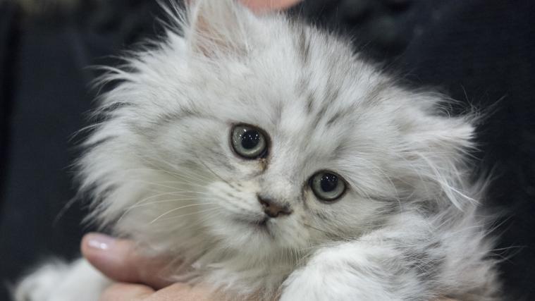 Auf einem Video einer Überwachungskamera war zu sehen, wie die Katze spät in der Nacht in einem Waschsalon bei Kuala Lumpur in einen Wäschetrockner gesteckt wurde. (Symbolbild)