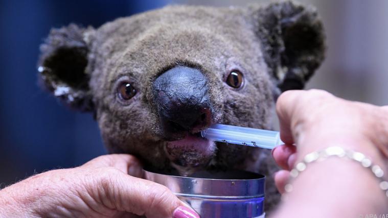 Das Schicksal Hunderter Koalas ist unklar.