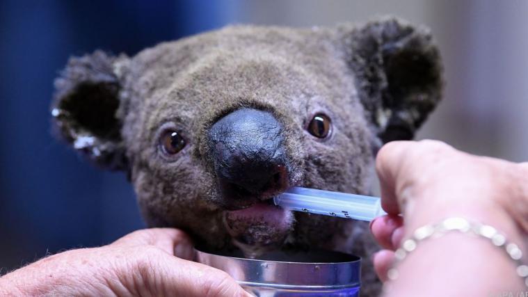 Dehydrierter Koala wird in der Koala-Klinik aufgepäppelt.