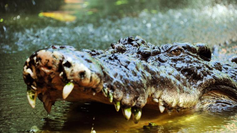 Der Mann wusste sich gegen das Krokodil zu wehren.