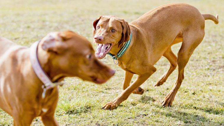 Die 2 verantwortlichen Hunde befinden sich in Quarantäne. (Symbolbild)