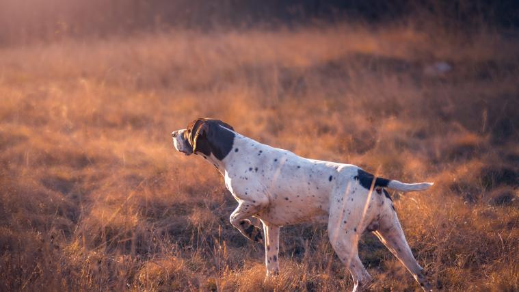 Die Hunde sollen auch dann noch weiter zu,gebissen haben, als die Frau bereits tot war. (Symbolfoto eines Jagdhundes)
