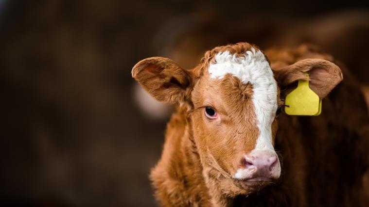 Ein entlaufenes Kalb ist Samstagnachmittag in Niederösterreich aus der Donau gerettet worden. Symbolbild