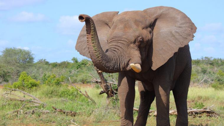 Erst nach mehreren Tagen konnte der Elefant mit Pfeilschüssen betäubt werden (Symbolbild).