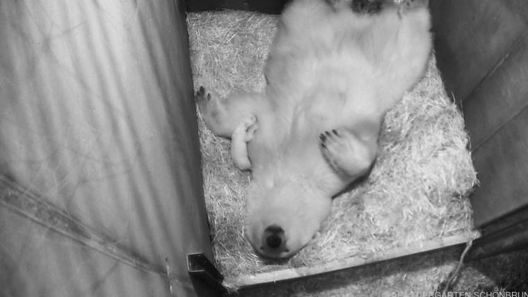 Erstes Kuscheln in der Wurfbox.
