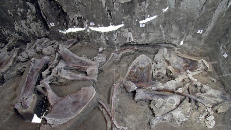 In den Gruben wurden 824 Knochen von Mammuts entdeckt.