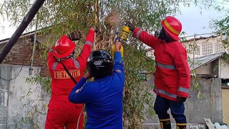 Indonesische Feuerwehrleute versuchen ein Hornissennest zu entfernen.