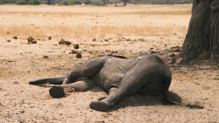 Mehr als 200 Elefanten sind in Simbabwe der Dürre erlegen.