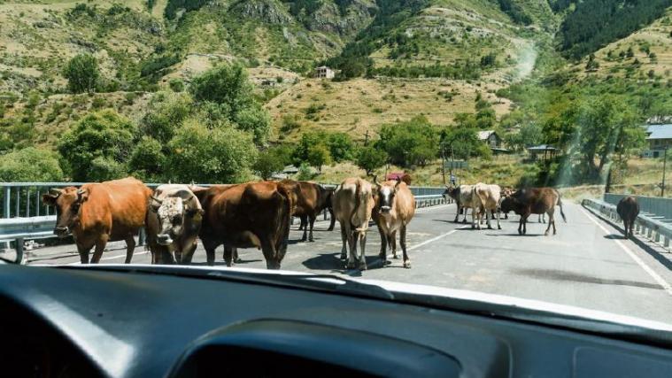 Shutterstock. Ist es vorherzusehen, dass Tiere auf die Fahrbahn gelangen, muss der Autobahnbetreiber Schutzvorkehrungen vorsehen. Sonst haftet er für Unfälle.