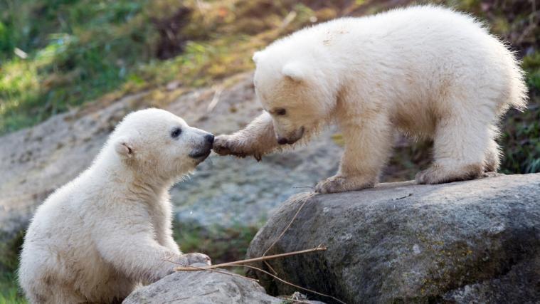 2014 kamen im Tierpark Hellabrunn ebenfalls Eisbären-Zwillinge zur Welt.