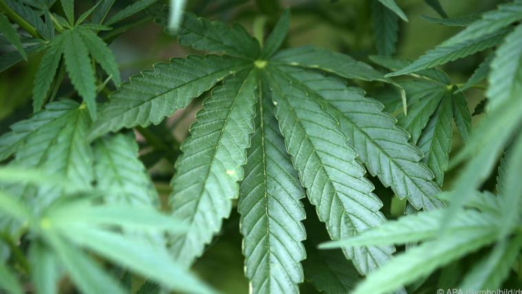 Anbau einer „minimalen Menge zum persönlichen Gebrauch“ von Cannabis wird erlaubt.