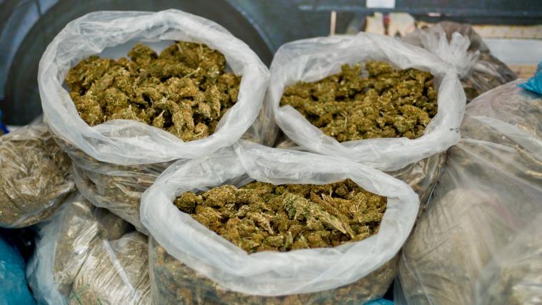 Beim Pilzesammeln über 2 Kilo Marihuana gefunden.