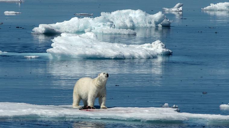 Bis 2050 könnte die Arktis im Sommer laut WWF komplett eisfrei sein.