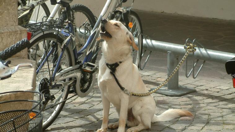 Der Hund bellte fortwährend (Schmuckbild).