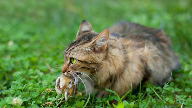 Derzeit stellen Hauskatzen eine Gefahr für mindestens 367 bedrohte Arten dar.