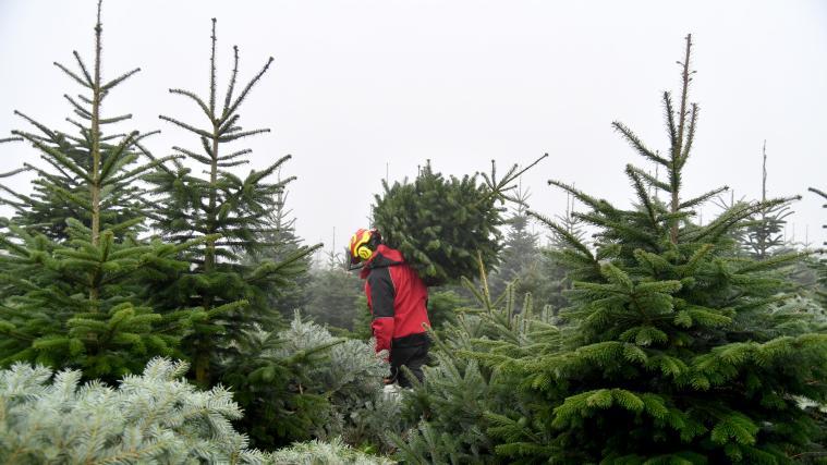 Die allermeisten Christbäume werden eigens für Weihnachten in Baumkulturen aufgezogen.
