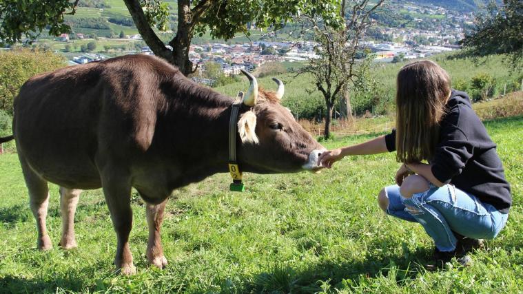 Die Fachschule Salern bietet eine Berufsqualifikation im Bereich der ökologischen Berglandwirtschaft an.