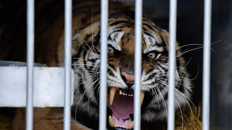 Einer der Tiger bei seiner Ankunft in Spanien.