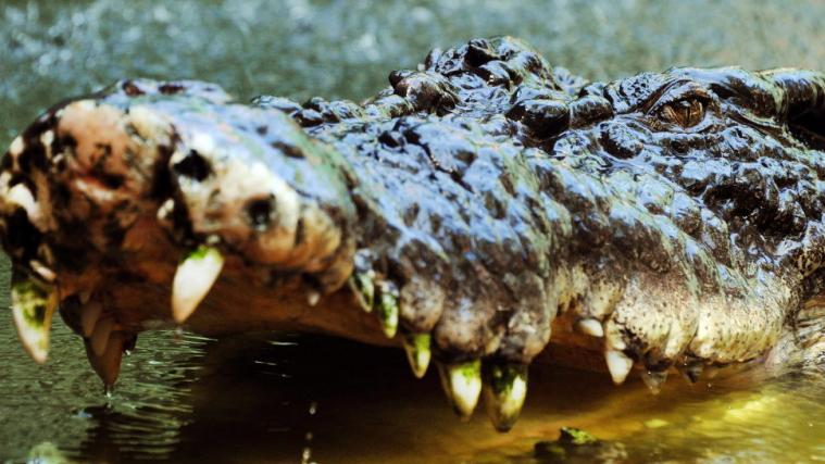 Im Züricher Zoo wurde dieser Tage ein Krokodil erlegt.