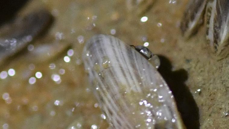 Quagga-Muscheln breiten sich seit mehreren Jahren massiv im Bodensee aus. Die Bodenseewasserversorgung muss zusätzlich Personal einstellen, um die Muscheln zu beseitigen.