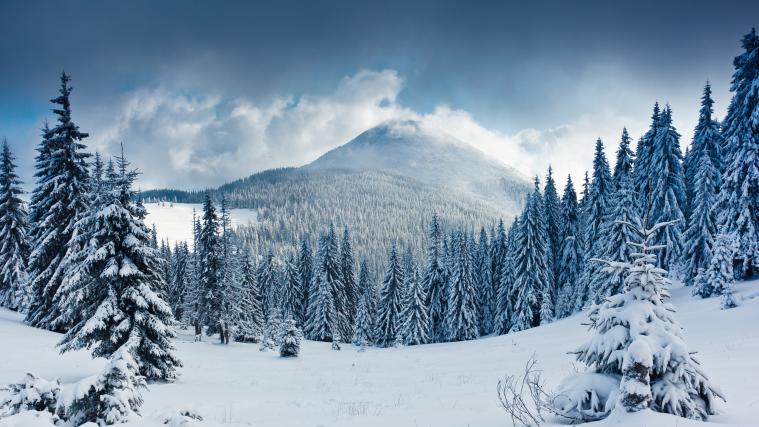 30 Stunden lang harrte ein verirrter 17-Jähriger im verschneiten Wald aus (Symbolbild).