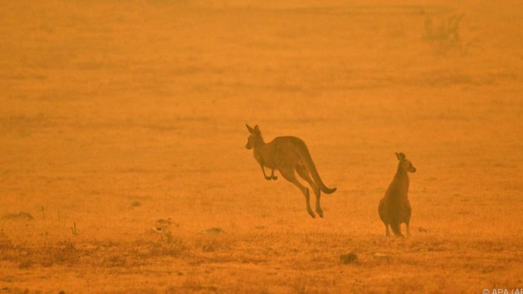Buschbrände haben dramatische Folgen auf Känguru-Population.
