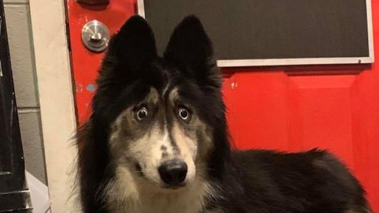 Eine Familie, die bereits zuvor Tiere aus dem Heim adoptiert hat, hat dem seltsam blickenden Husky ein Zuhause gegeben.
