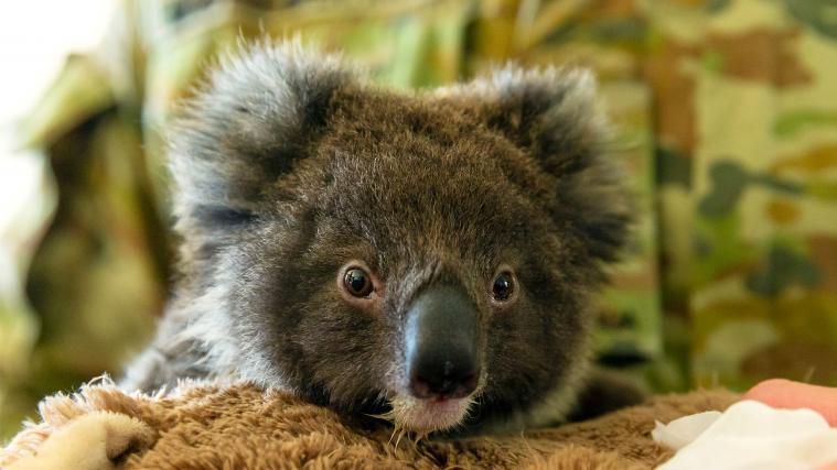 Eine Petition in Australien fordert die Umsiedelung von Koalas nach Neuseeland.