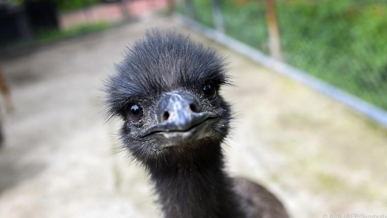 Emus sind in Venedig nicht so gerne gesehen.