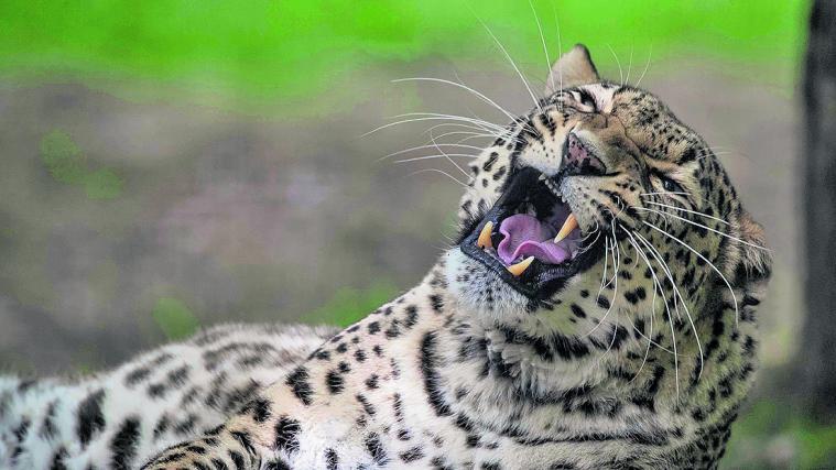 Erst vor einigen Tagen hatte in der Region ein Leopard ein 2-jähriges Kind getötet. (Schmuckbild)