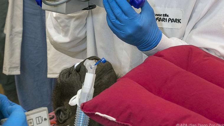 Gorilla-Dame Leslie wird wohl wieder gut sehen können.