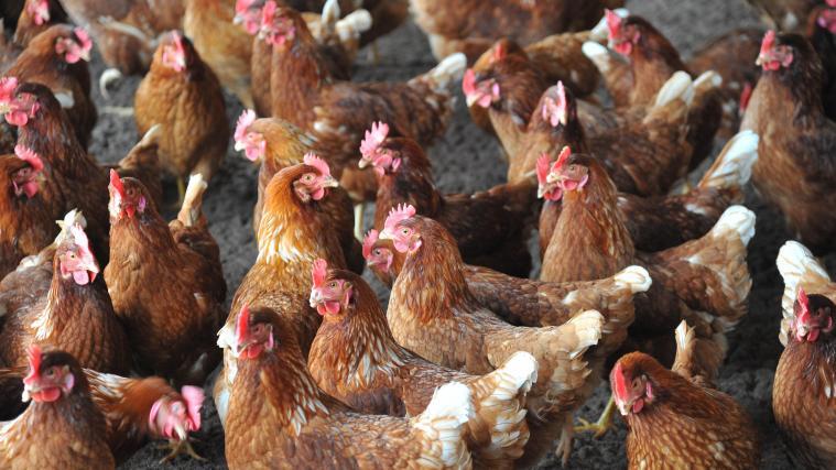 Insgesamt seien bereits mehr als 40.000 Tiere getötet worden.