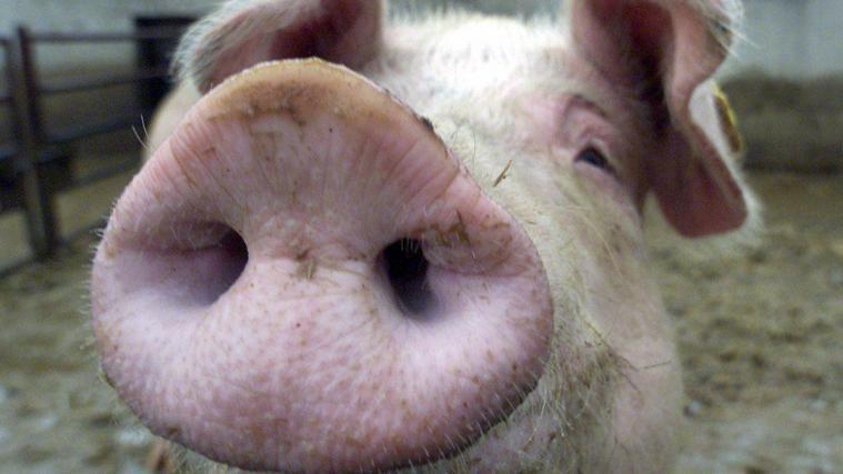 Schweine in Niederschlesien haben ihren Besitzer gefressen.