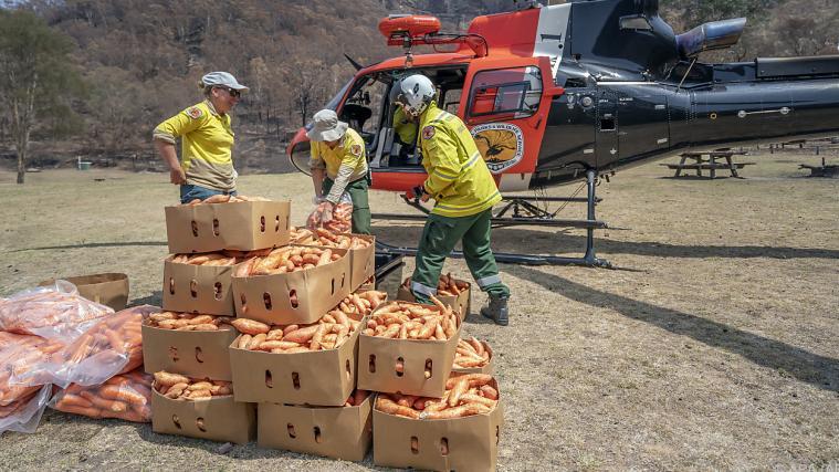 Vor allem Kängurus soll mit der Fütterung aus der Luft geholfen werden.