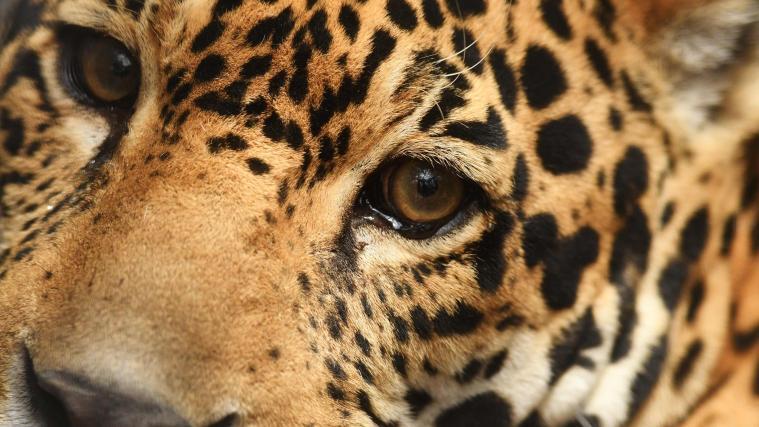 Auch der Jaguar wird ab sofort mehr unter Schutz gestellt.