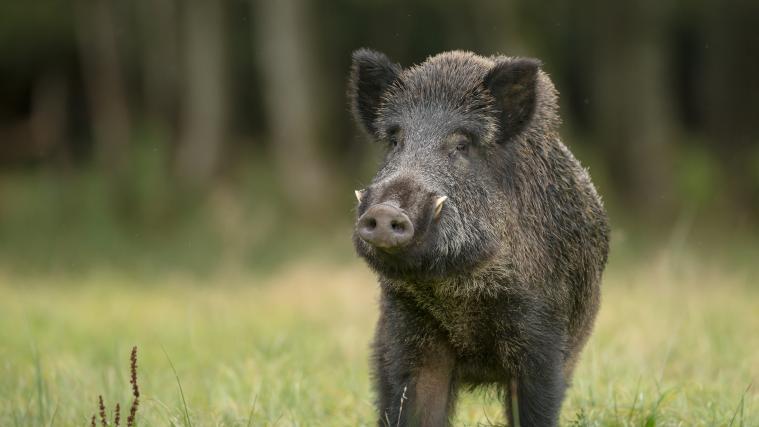 Der Mann hat das Wildschwein so lange unter Wasser gedrückt, bis es ertrank.