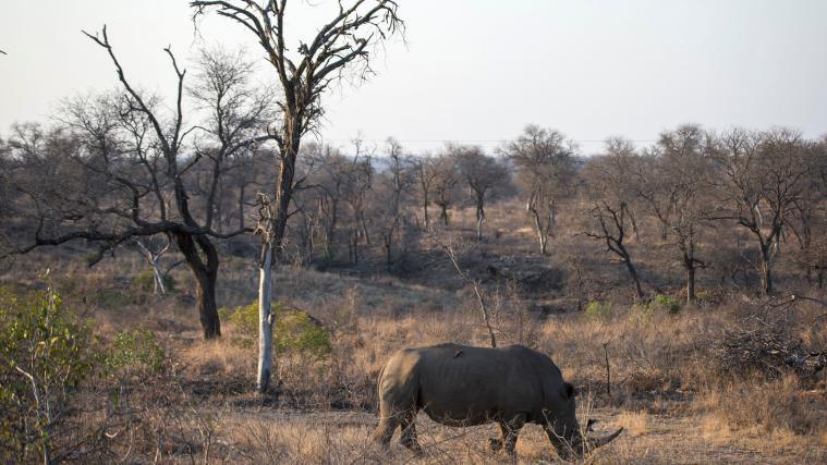 Die Nashorn-Wilderei in Südafrika ist 2019 deutlich zurückgegangen.