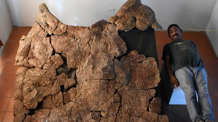 Die Riesenschildkröte Stupendemys geographicus lebte vor ca. 8 Millionen Jahren in Venezuela.