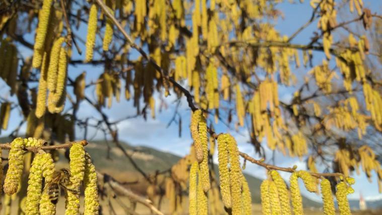 Frühlingsboten: Bienenumschwärmt zeigte sich dieser Haselnussstrauch am Sonntag, 23. Februar, bei Issing in Pfalzen.