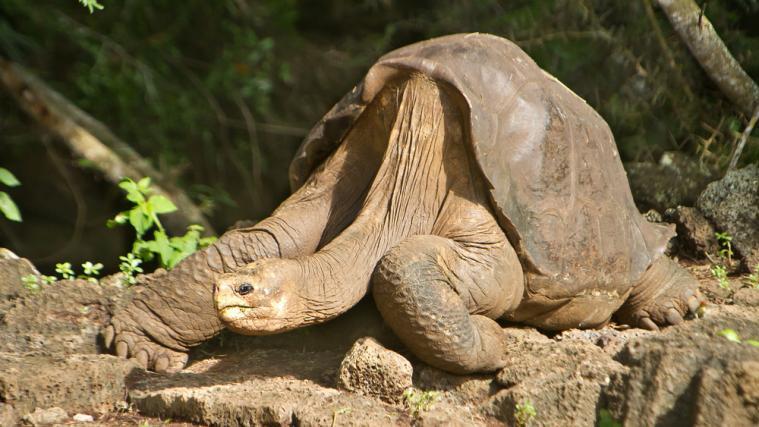 „Lonesome George“, das letzte Exemplar seiner Art, wenige Tage vor seinem Tod.