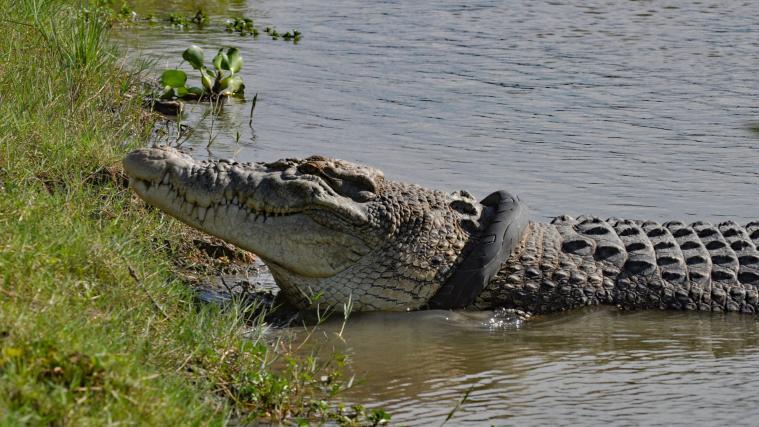 Seit 3 Jahren lebt das Krokodil mit einem Motorradreifen um den Hals.