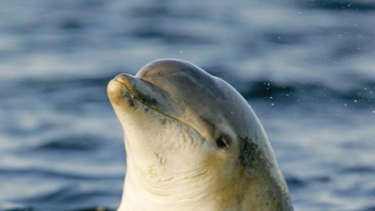 Delfin (Symbolbild)