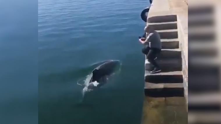 Im Hafen von Cagliari tummeln sich Delfine statt Schiffe.