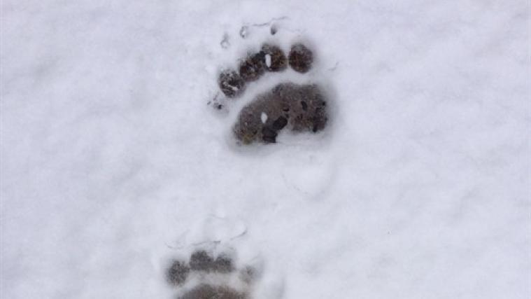 Von Bär M49 blieben nur mehr Spuren im Schnee.