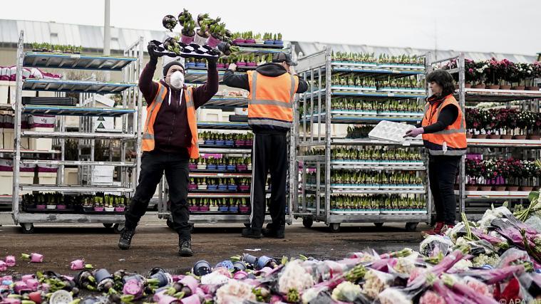 Zahlreiche Blumen müssen derzeit entsorgt werden.