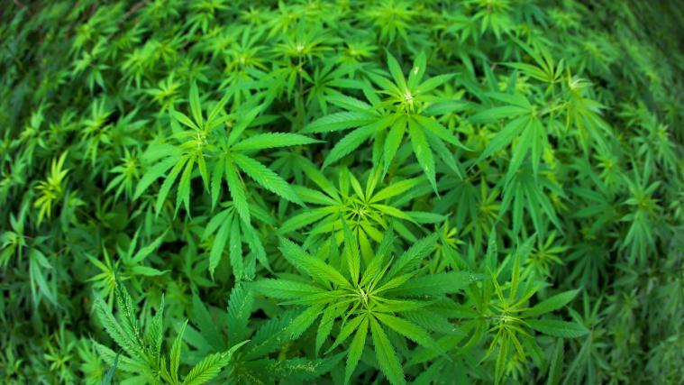 Im Libanon wurden 25 Tonnen Cannabis gefunden.